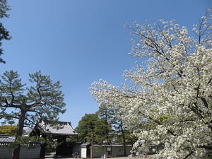 大島桜と閑院宮邸