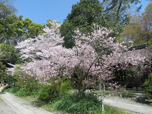 彼岸桜とソメイヨシノ