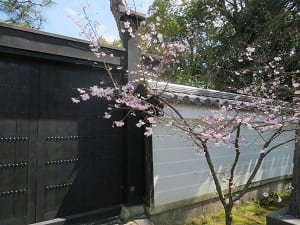 塀際の桜