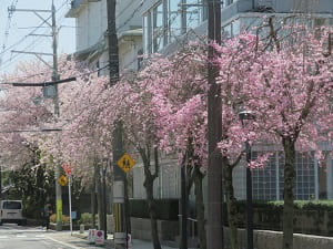 花数が多めの八重紅枝垂れ桜