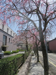 歩道の八重紅枝垂れ桜