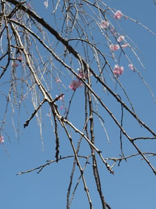 八重紅枝垂れ桜の枝先