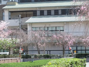 南側の八重紅枝垂れ桜
