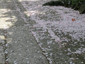 境内に散る桜