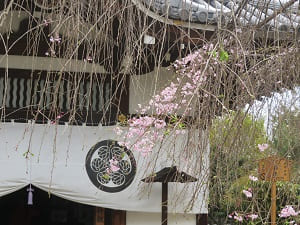 八重紅枝垂れ桜と玄関