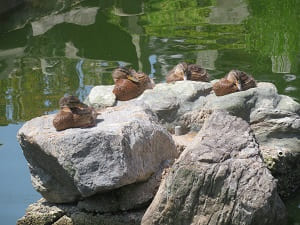 石の上で昼寝する鴨