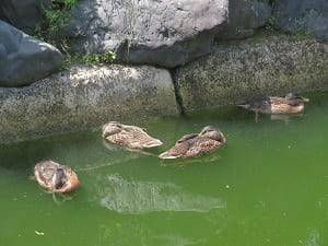 池で昼寝する鴨