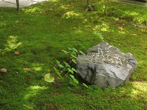 苔と石