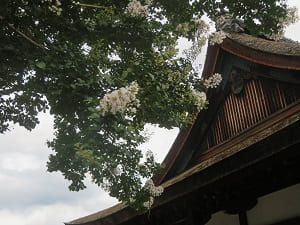 拝殿の屋根とサルスベリ