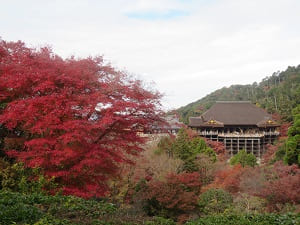 子安塔近くから見る紅葉と本堂