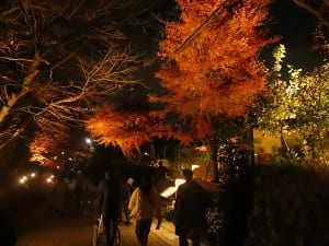 常寂光寺付近の紅葉