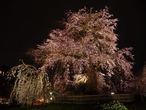 ライトアップされた祇園枝垂桜