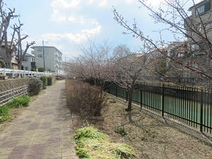 水路沿いの河津桜