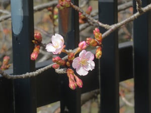 河津桜のアップ