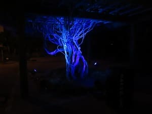 青く光る木