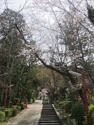 参道の桜