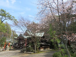 本殿と山桜