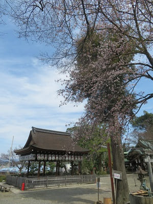 拝殿と山桜