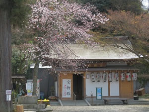 宝物殿と山桜