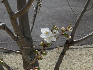 墨染桜のアップ