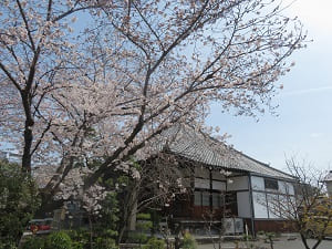 見上げる桜と本堂