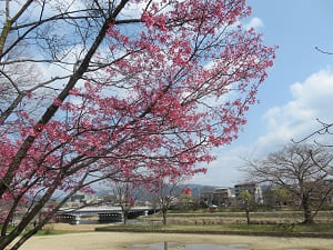 鴨川のオカメ桜