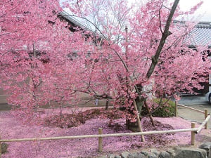 たくさん散ったオカメ桜