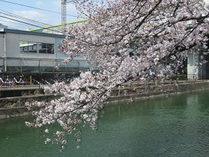 京阪藤森駅と桜