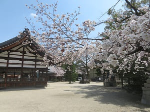 割拝殿と桜