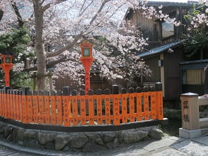 辰巳橋付近の桜