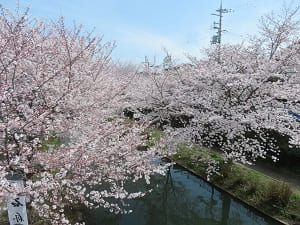 十石舟乗り場の桜