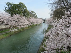川の流れと満開の桜