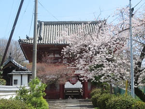 仁王門と桜