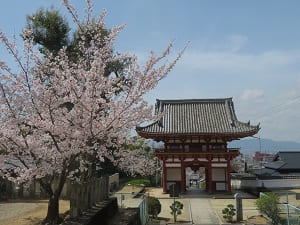 見下ろす桜と仁王門