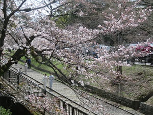 南禅寺橋から見る桜