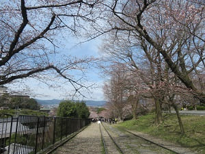 線路と咲き始めの桜