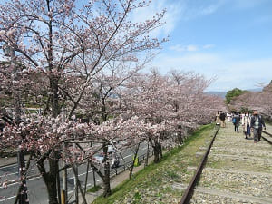 5分咲きの桜