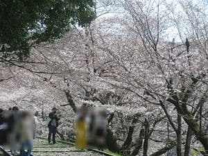 見ごろの桜