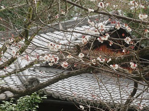 中山邸跡の山桜