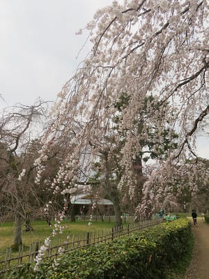糸桜の枝先