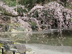 糸桜と近衛池