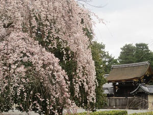 糸桜と朔平門