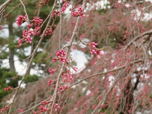 遅咲きの糸桜
