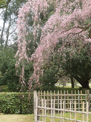 出水の枝垂れ桜の枝先