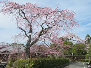 豪邸の枝垂れ桜