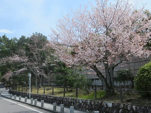 参道の山桜