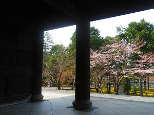 三門の柱越しに見る桜