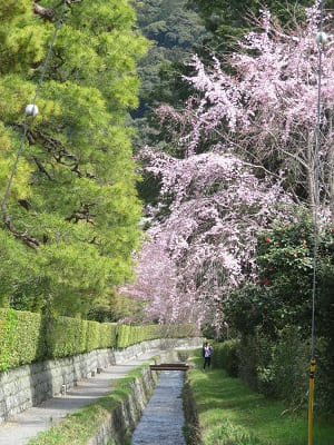 野村美術館付近の桜