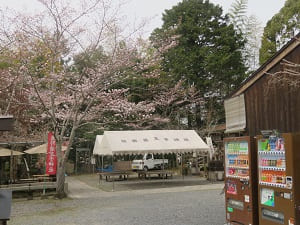 熊野若王子の桜