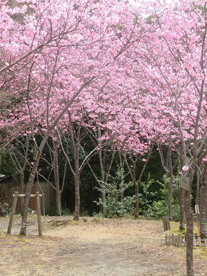 ピンク色が密集した陽光桜